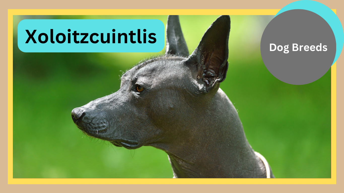 Xoloitzcuintli: The Ancient and Enigmatic Dog Breed