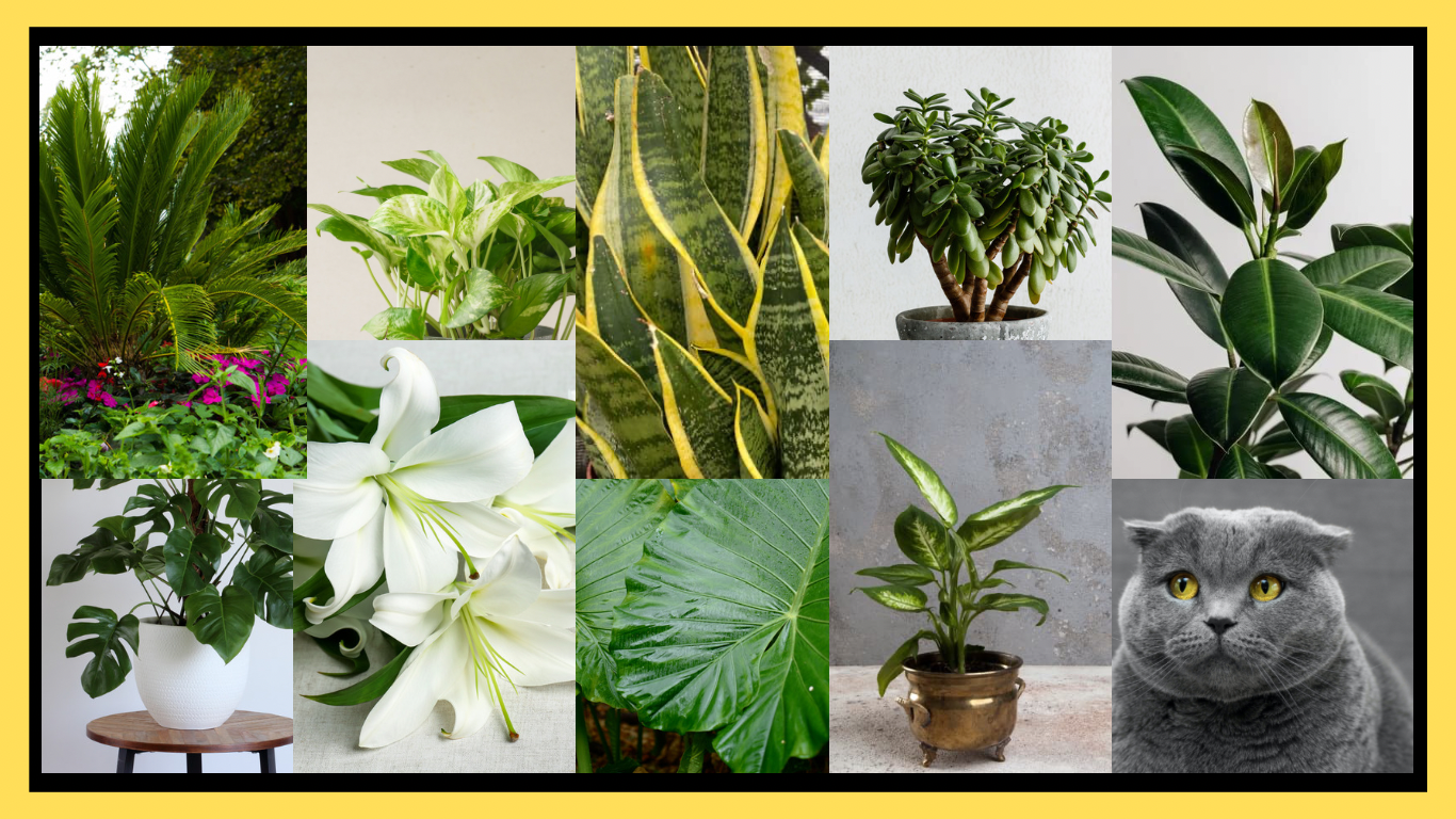 Cat-Safe Homes: Houseplants to Avoid When You Have a Feline Friend