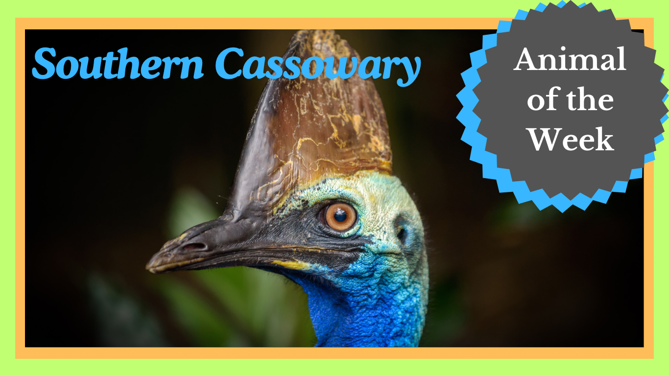 Life as a Southern Cassowary: A dinosaur still living in the tropics?
