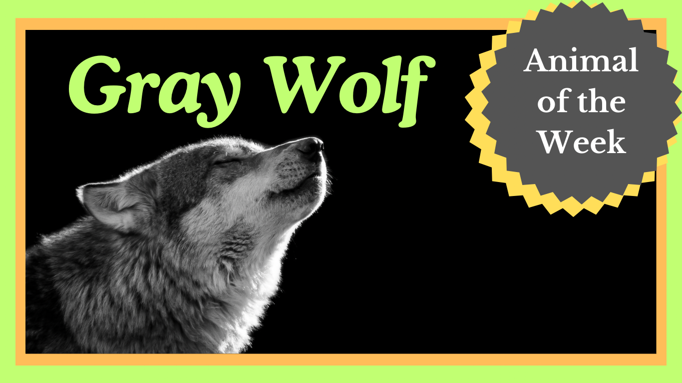 Masters of the Wild: A Journey into the World of Gray Wolves