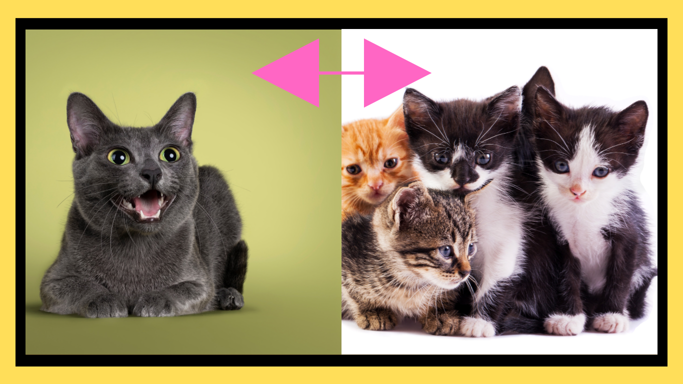 The Great Debate: One Cat or Many? Exploring the Pros and Cons of Single vs. Multiple Cat Households