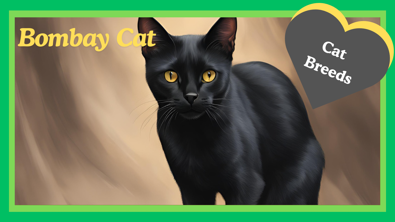 Bombay Cats: The Petite Panthers, with a Heart Full of Love