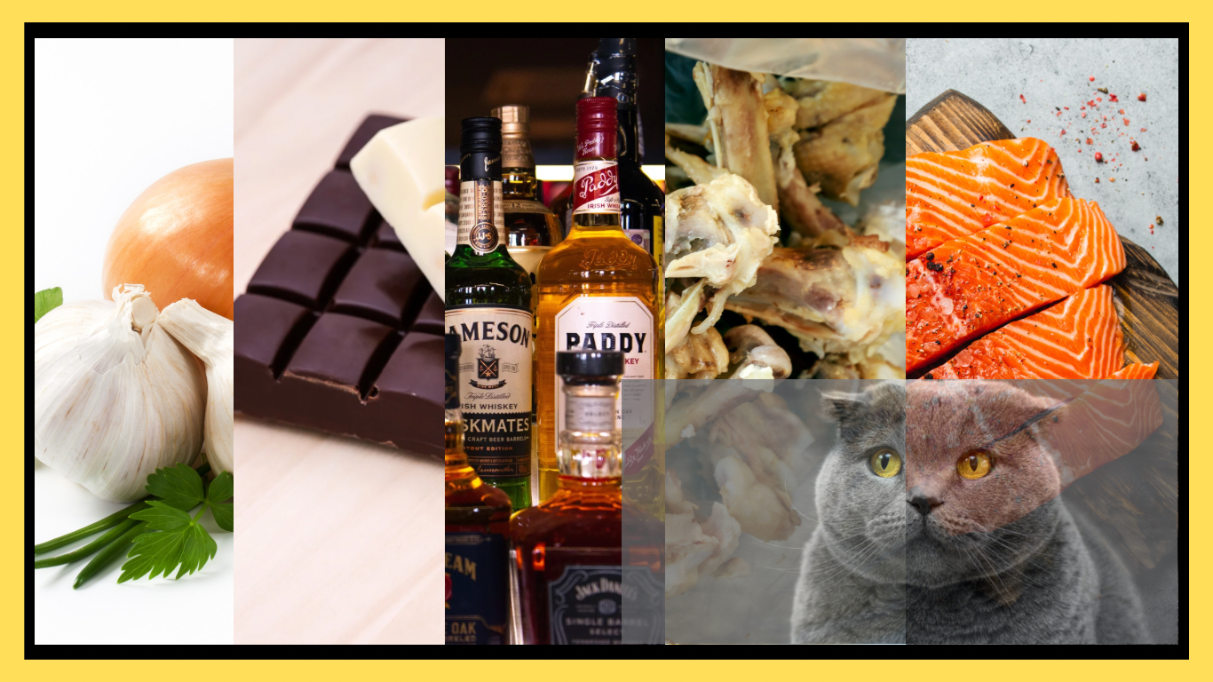 Cat Nutrition: Steer Clear of These Foods