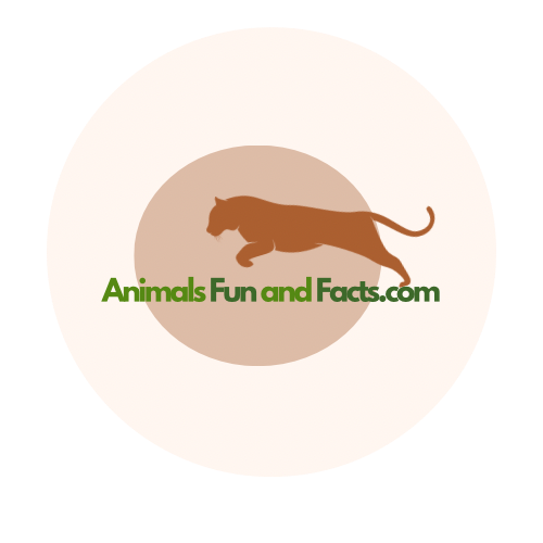 Animals Fun and Facts