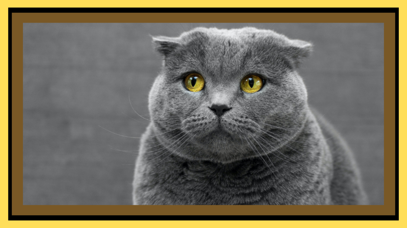 Decipher the Feline Silence: How to Tell When a Cat is in Pain