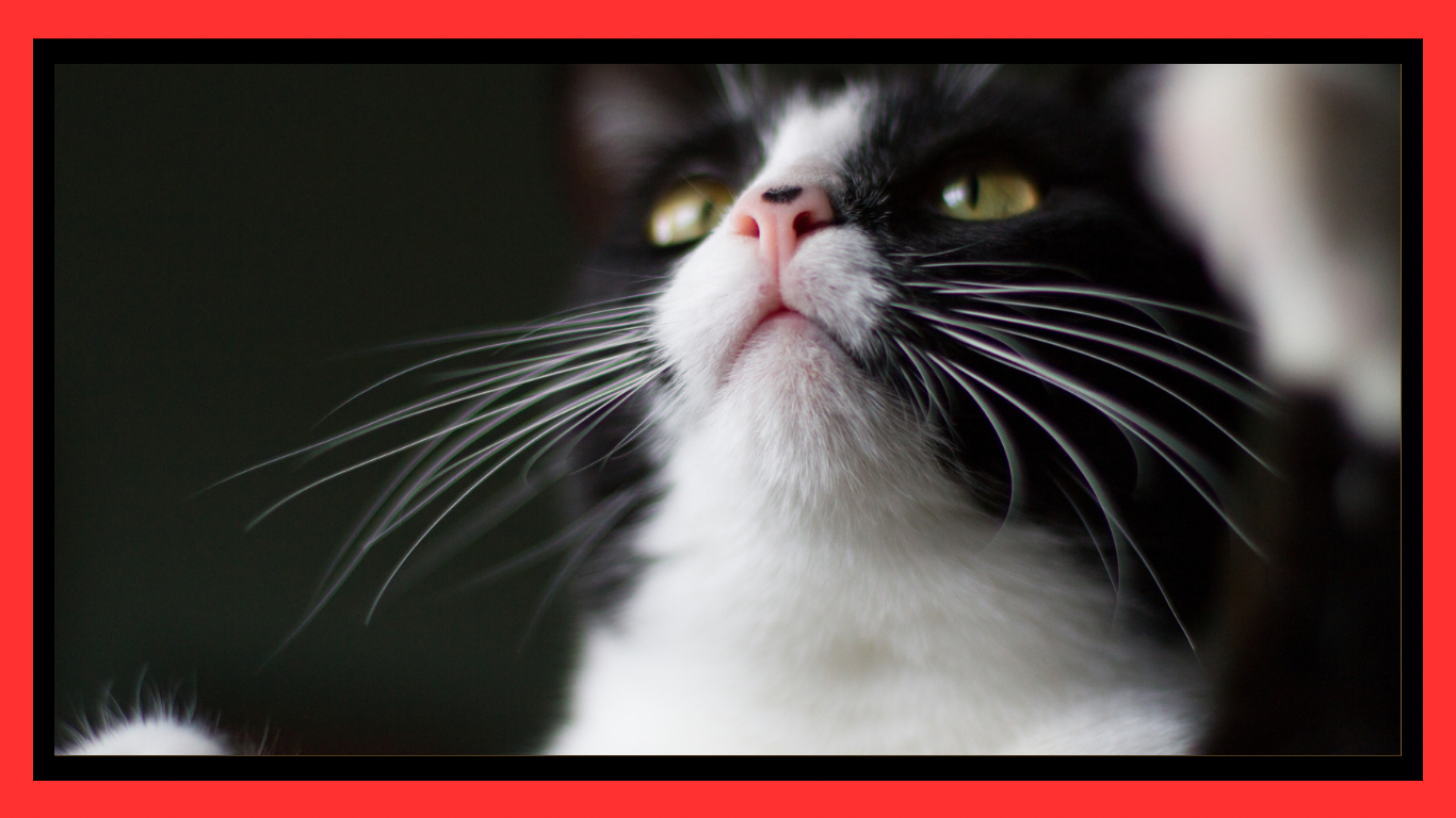 The Mysterious Charm of Black and White Cats: A Voyage Through Celtic Myths