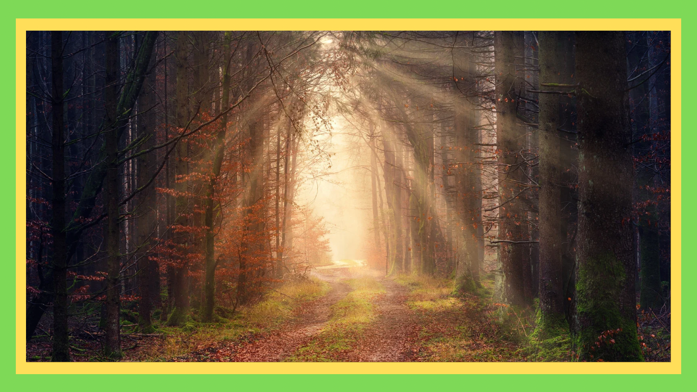Wildlife Corridors: Connecting Habitats for Conservation