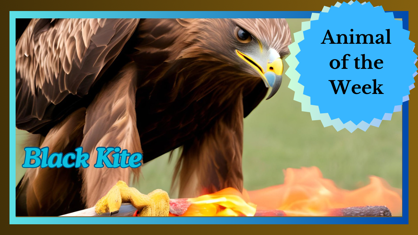 The Black Kite: Nature’s Fiery Hunter