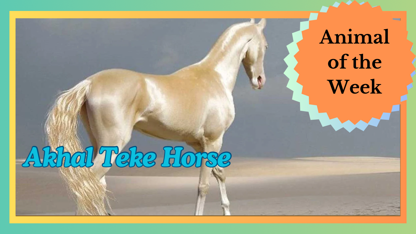 The Akhal-Teke: The Golden Horse of the Desert