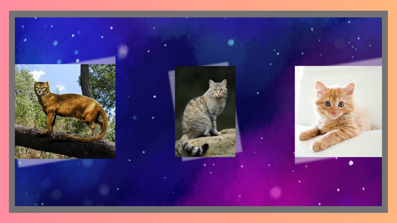 Roaming Across Time: The Story of How Domestic Cats Have Evolved