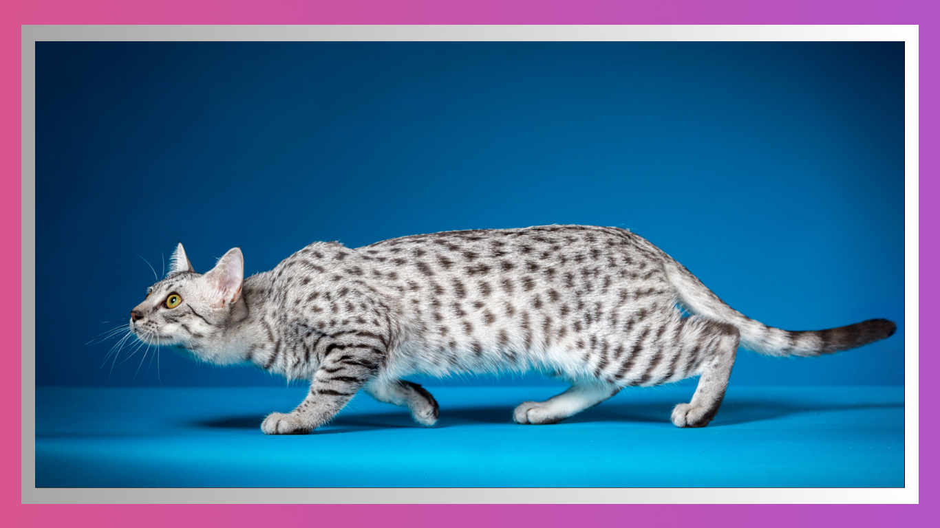 Understanding Your Cat: Deciphering Feline Body Language