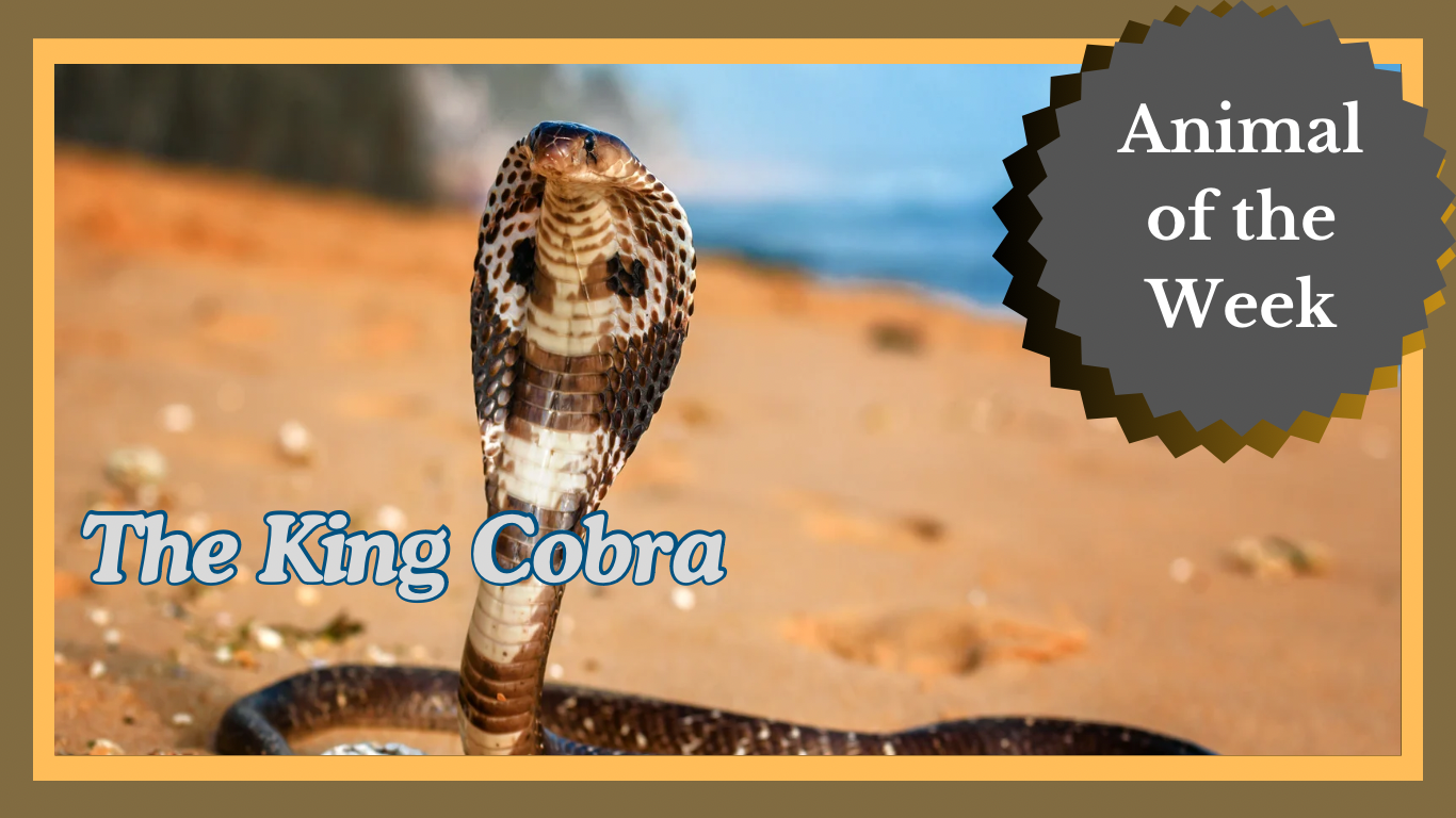 The King Cobra: Ruler of the Snakes