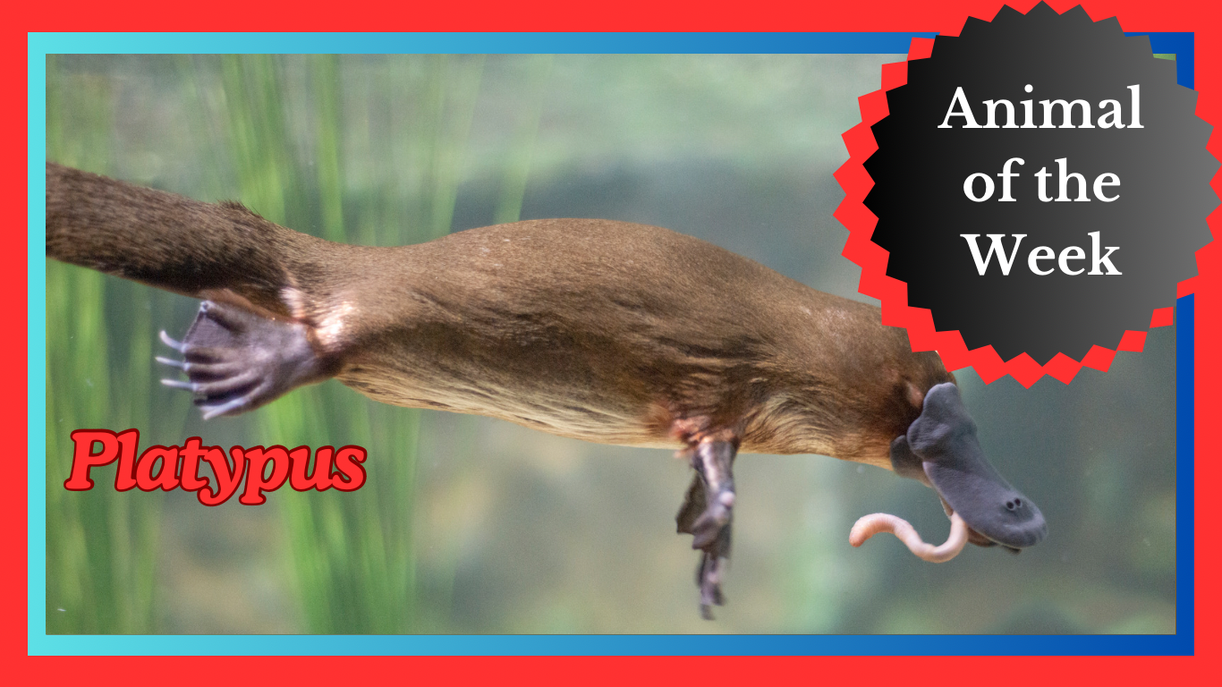 The Mysterious Platypus: A Natures Intriguing Oddity