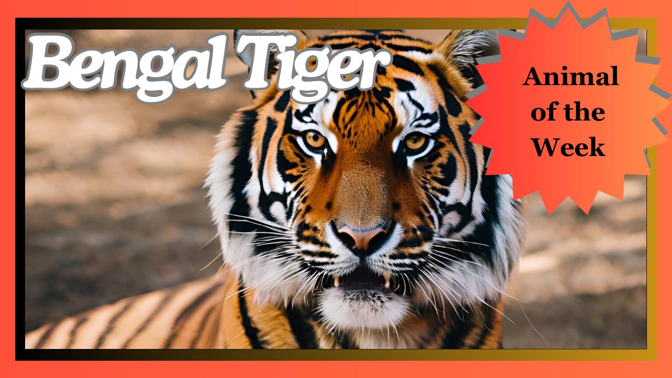 The Bengal Tiger: Magnificent Ruler of the Jungle