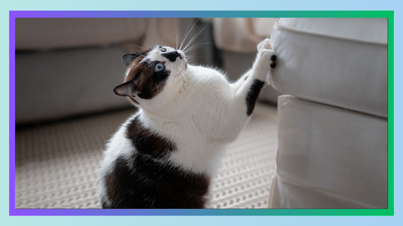 Understanding and Training Your Cat: Insights from Behavioral Science