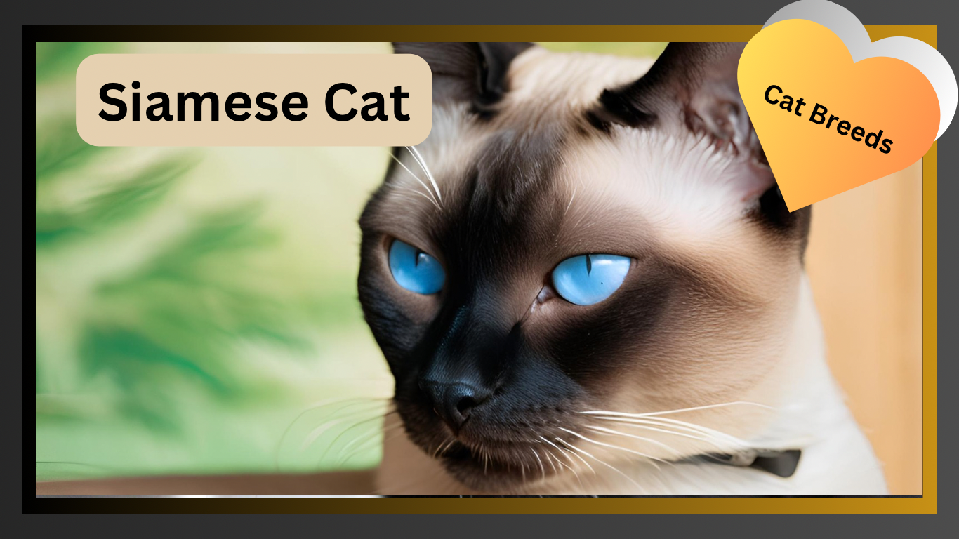 Siamese Cats: The Graceful and Loving Feline Companions