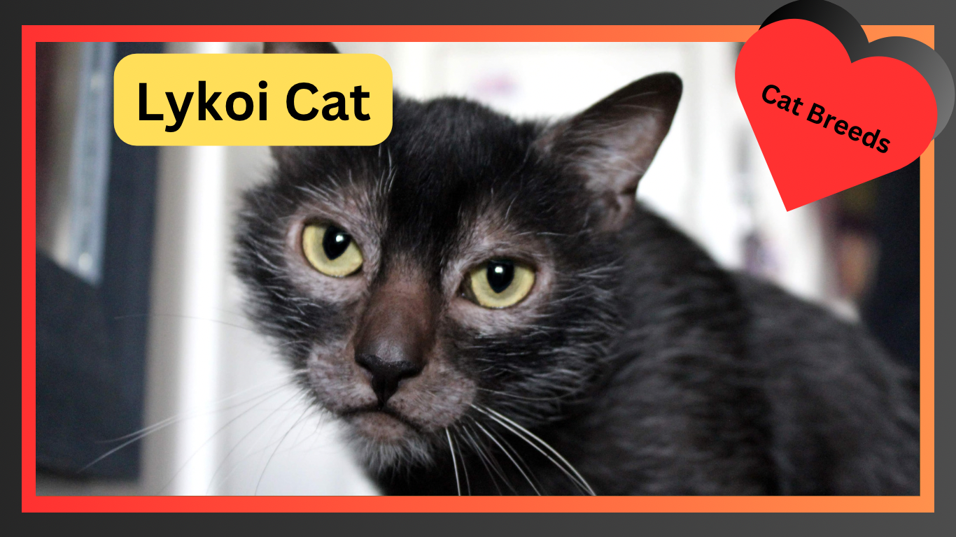 The Enigmatic Lykoi: Unveiling the Mystery of the Werewolf Cat