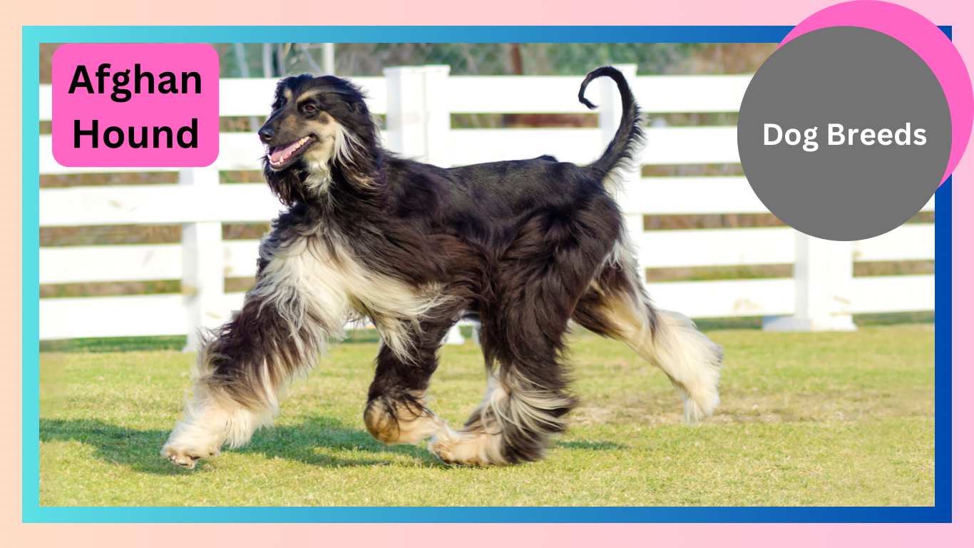 Afghan Hound: The Aristocrat of the Canine World