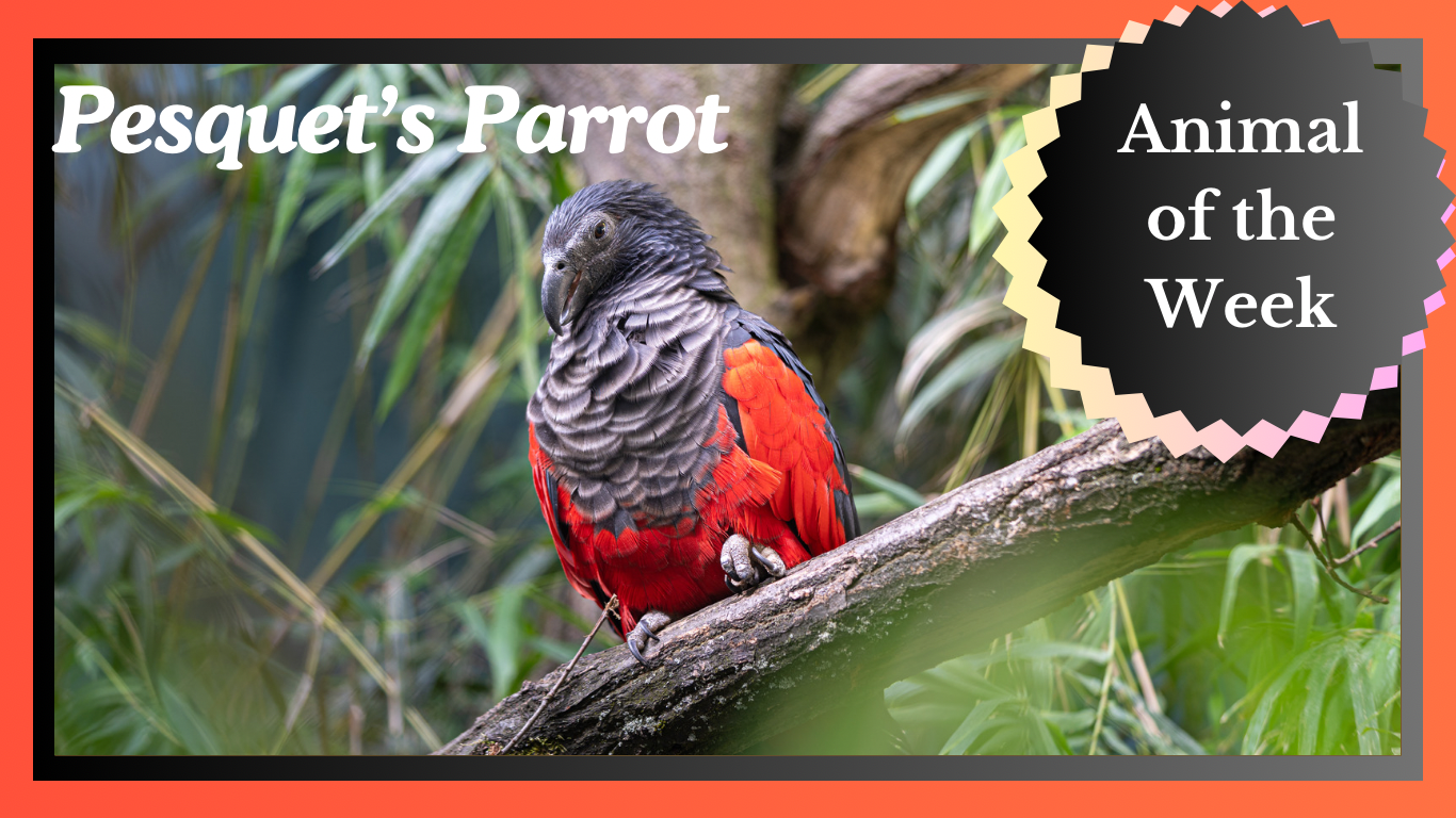 Pesquet’s Parrot: The Dracula of the Avian World
