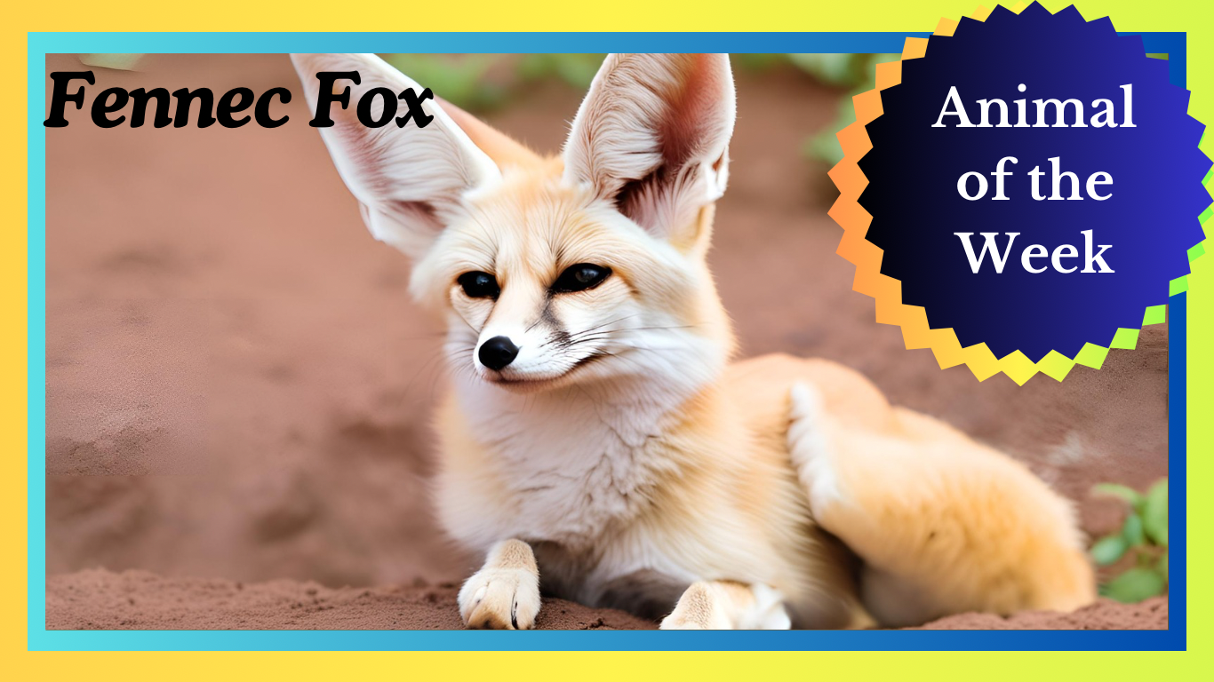 The Fennec Fox: Sahara’s Little Survivor with Big Ears