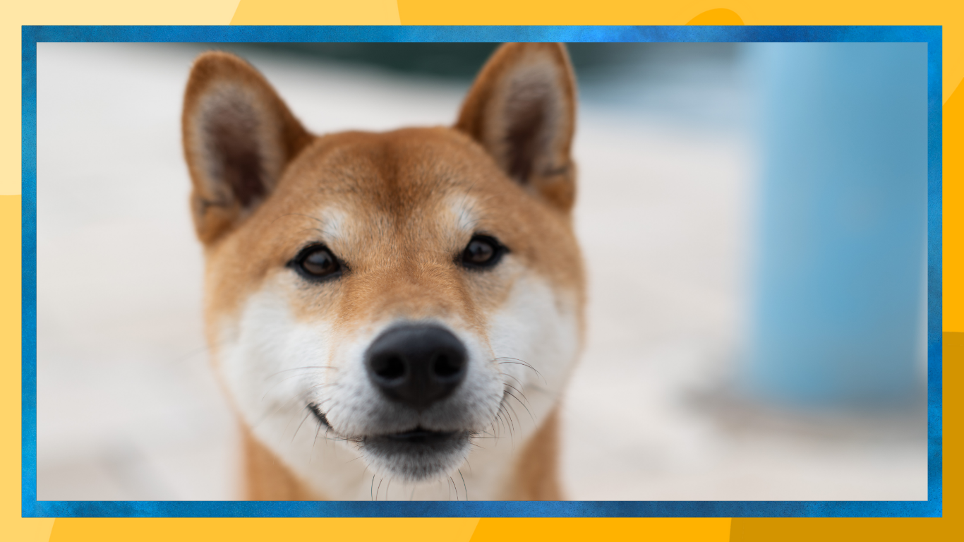 Purebred or Mixed-Breed: Which Dog is Right for You?