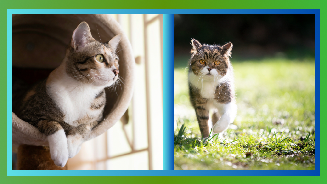 The Impact of Indoor vs. Outdoor Living on Cats
