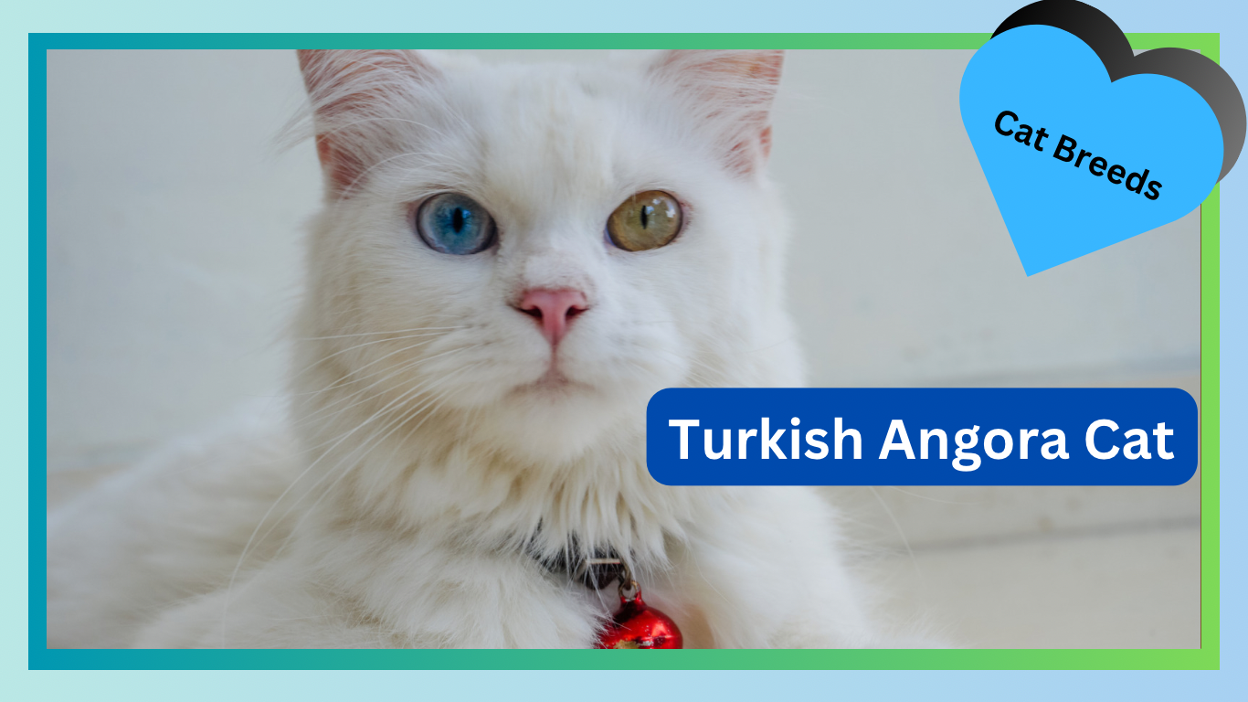 Turkish Angora Cats: Smart Feline Beauties