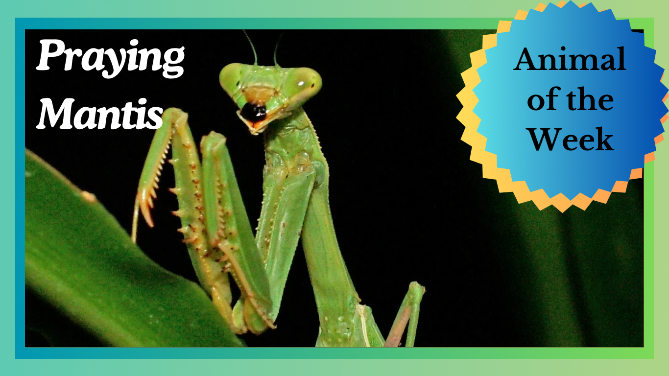 Praying Mantis: Master of Stealth and Precision