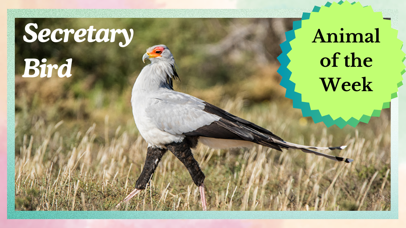 The Secretary Bird. An Elegant Hunter Roaming the Savanna
