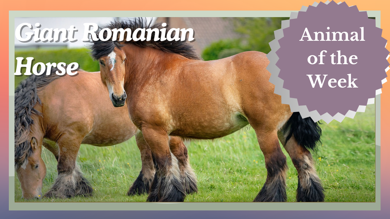 The Mighty Giant Romanian Horse: A Breed of Strength and History