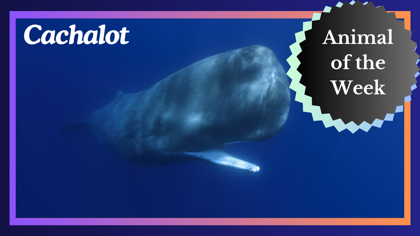 The Majestic Cachalot Whale: Deep Sea Divers and Ocean Giants