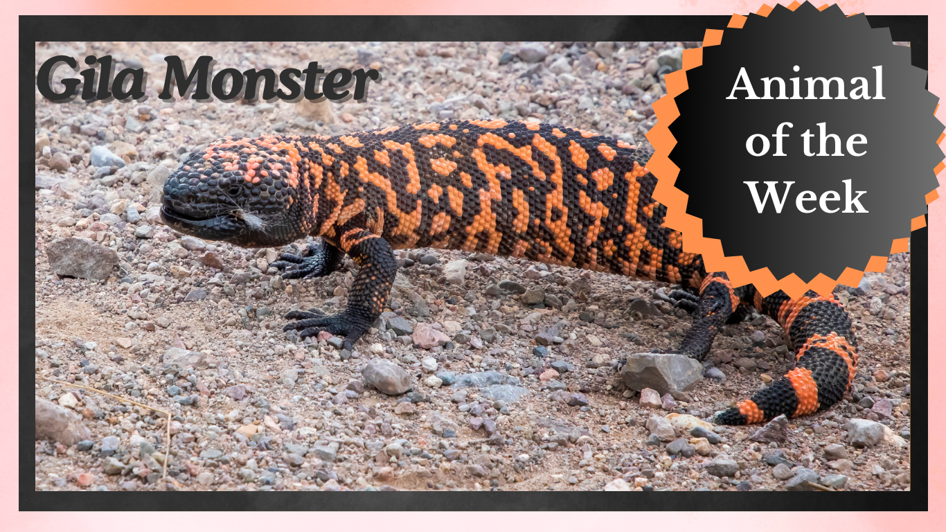 Gila Monster. The Poisonous Reptile of the Desert.