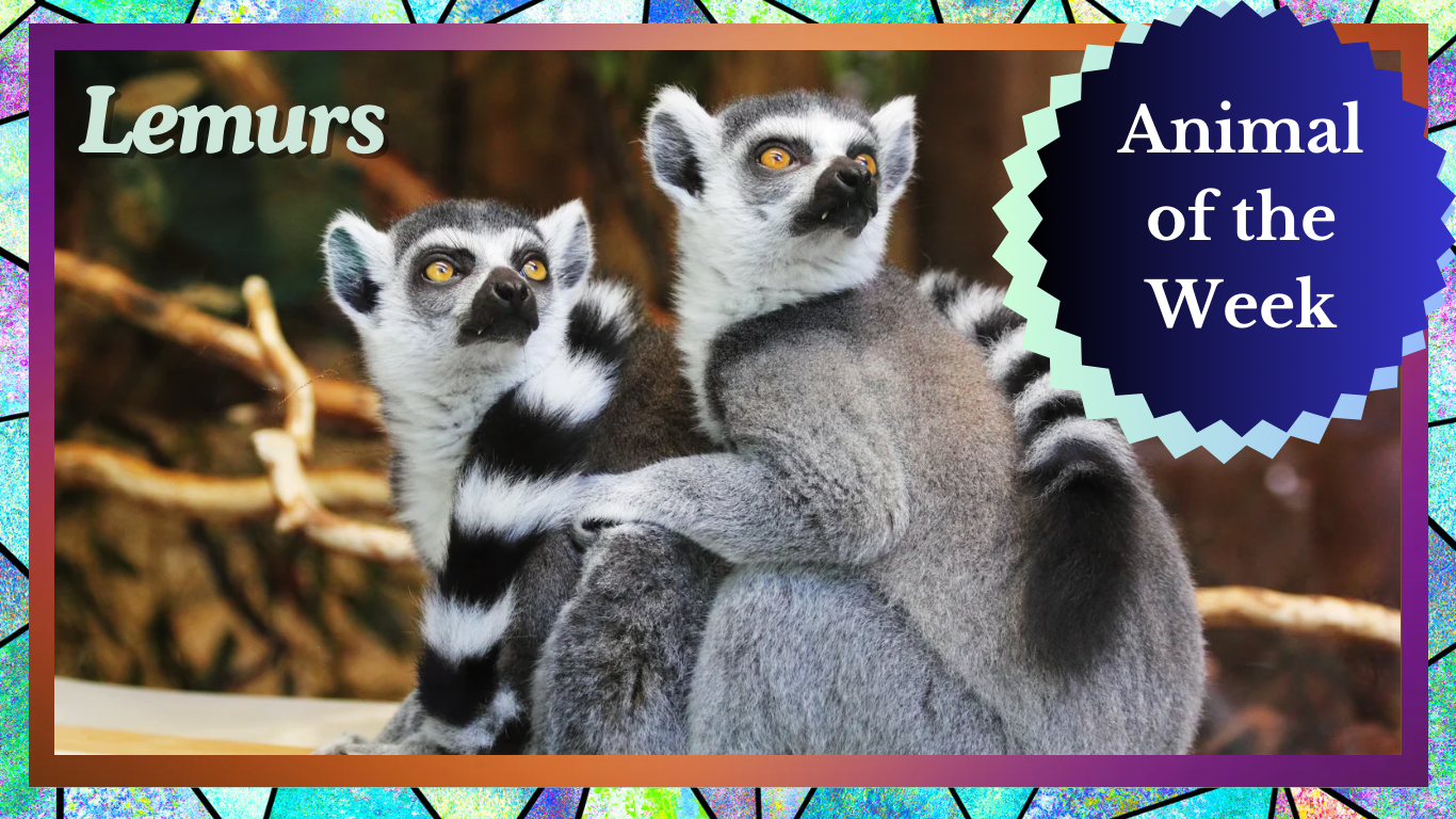 Lemurs: Madagascar’s Enigmatic Primates