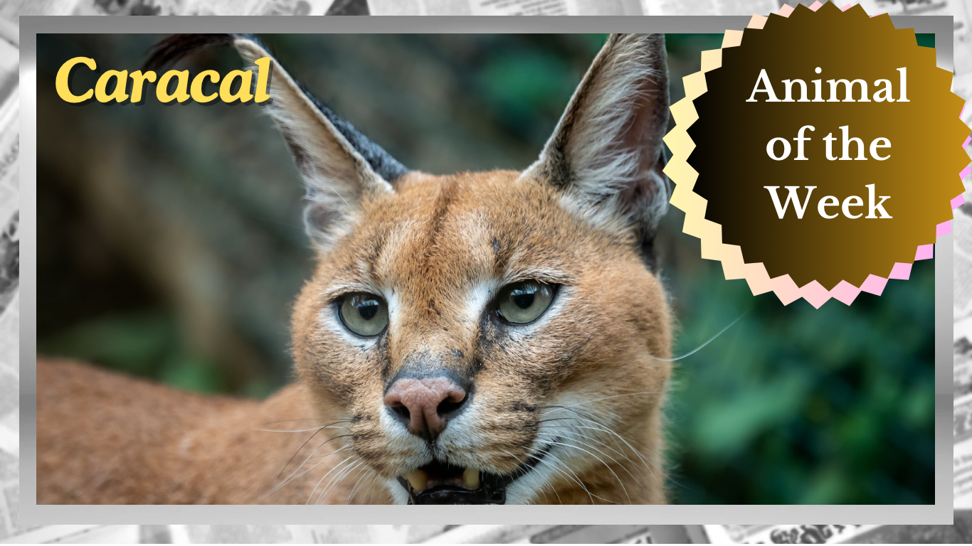 The Caracal: Africa’s Mysterious Feline Acrobat