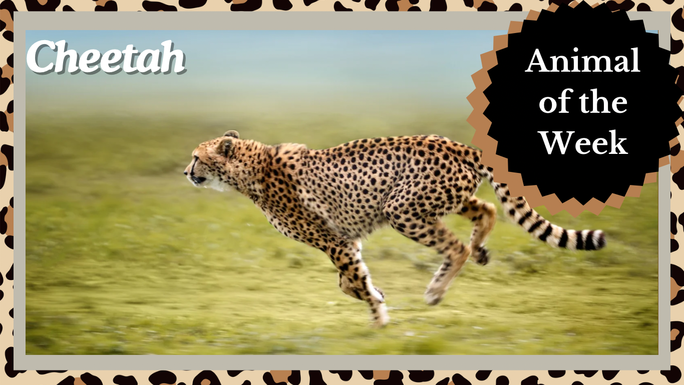 The Magnificent Cheetah. Nature’s Swift Marvel.