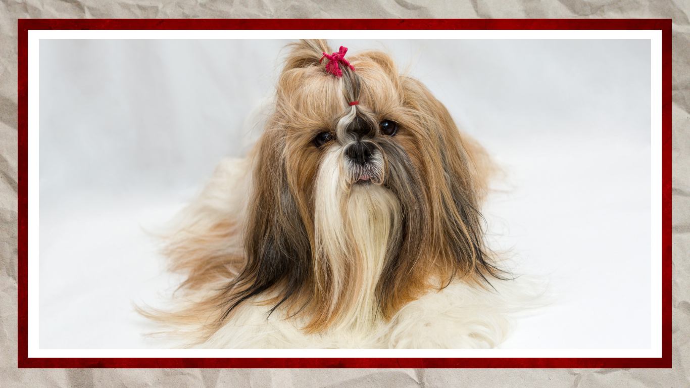 The Rise of Small Dog Breeds in Apartment Living: The Perfect Companions for City Dwellers