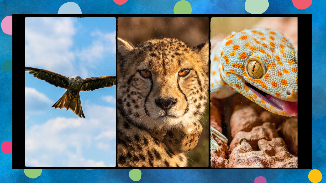 From Nature to Innovation: Animal-Inspired Inventions