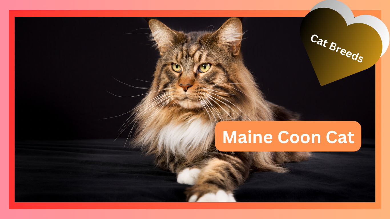 Maine Coon Cats: The Gentle Giants of the Feline World