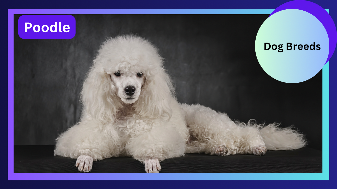 The Poodle: A Loyal Companion with Elegance and Intelligence