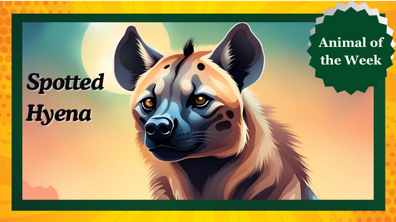 Spotted Hyenas: Nature’s Misunderstood Marvels