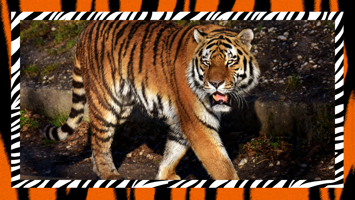The Mimicry of Tigers. How Large Felines Use Sound to Attract Preys.
