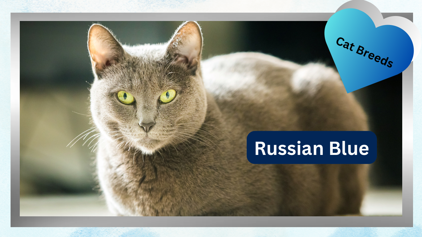The Blue Russian Cat: Elegance and Grace Wrapped in a Blue Coat