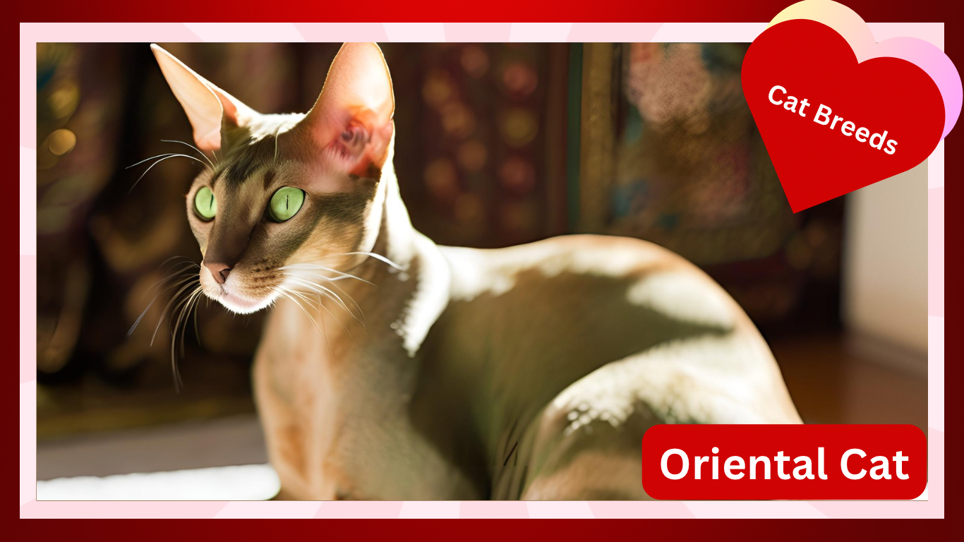 Oriental Cats: The Sleek and Sociable Feline Beauties