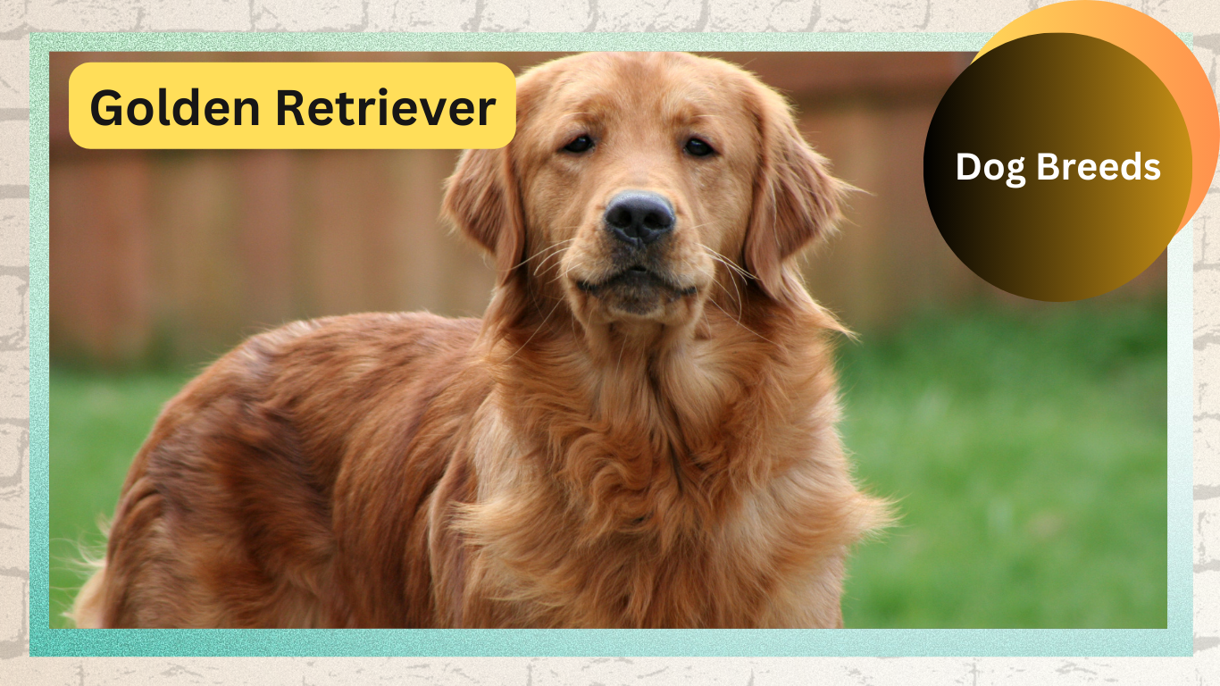 Golden Retrievers: Loyal Companions and Beloved Family Members