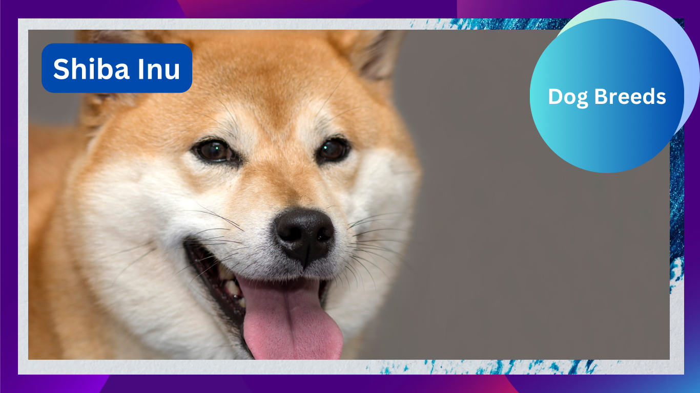 Shiba Inu: The Spirited and Independent Japanese Treasure