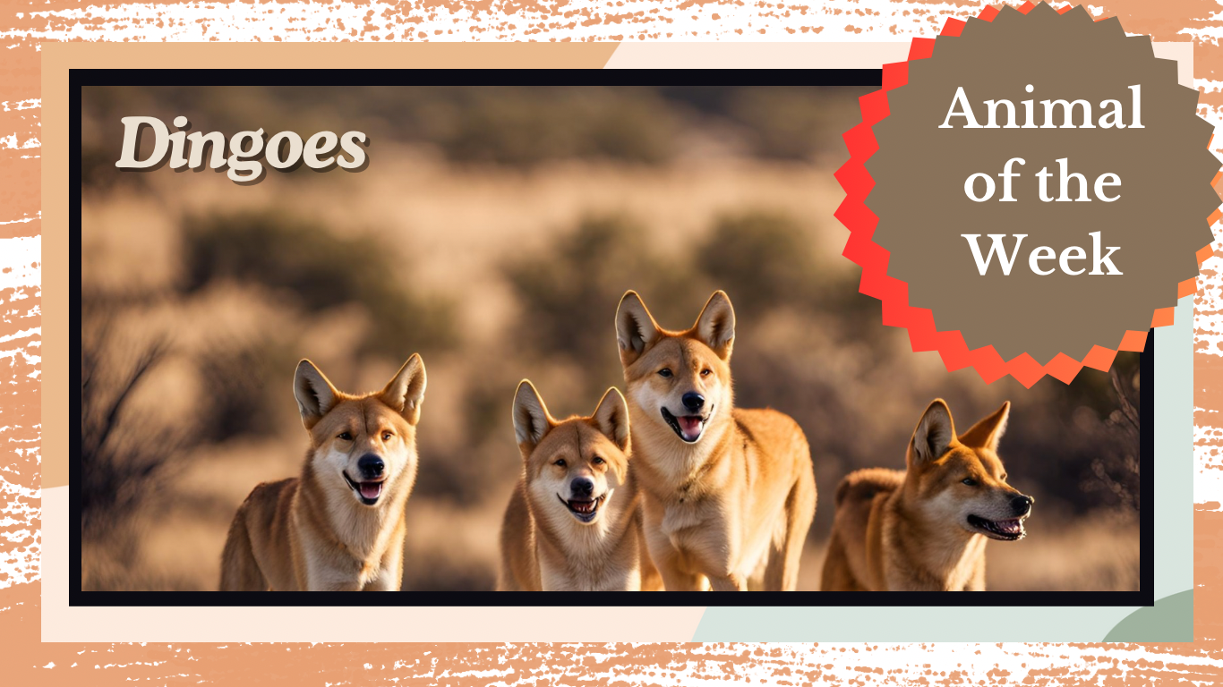 Dingoes: Australia’s Wild Canine