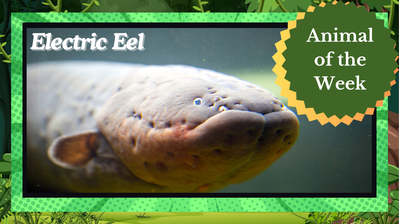 Shocking Wonders: The Electric Eel’s Unique World