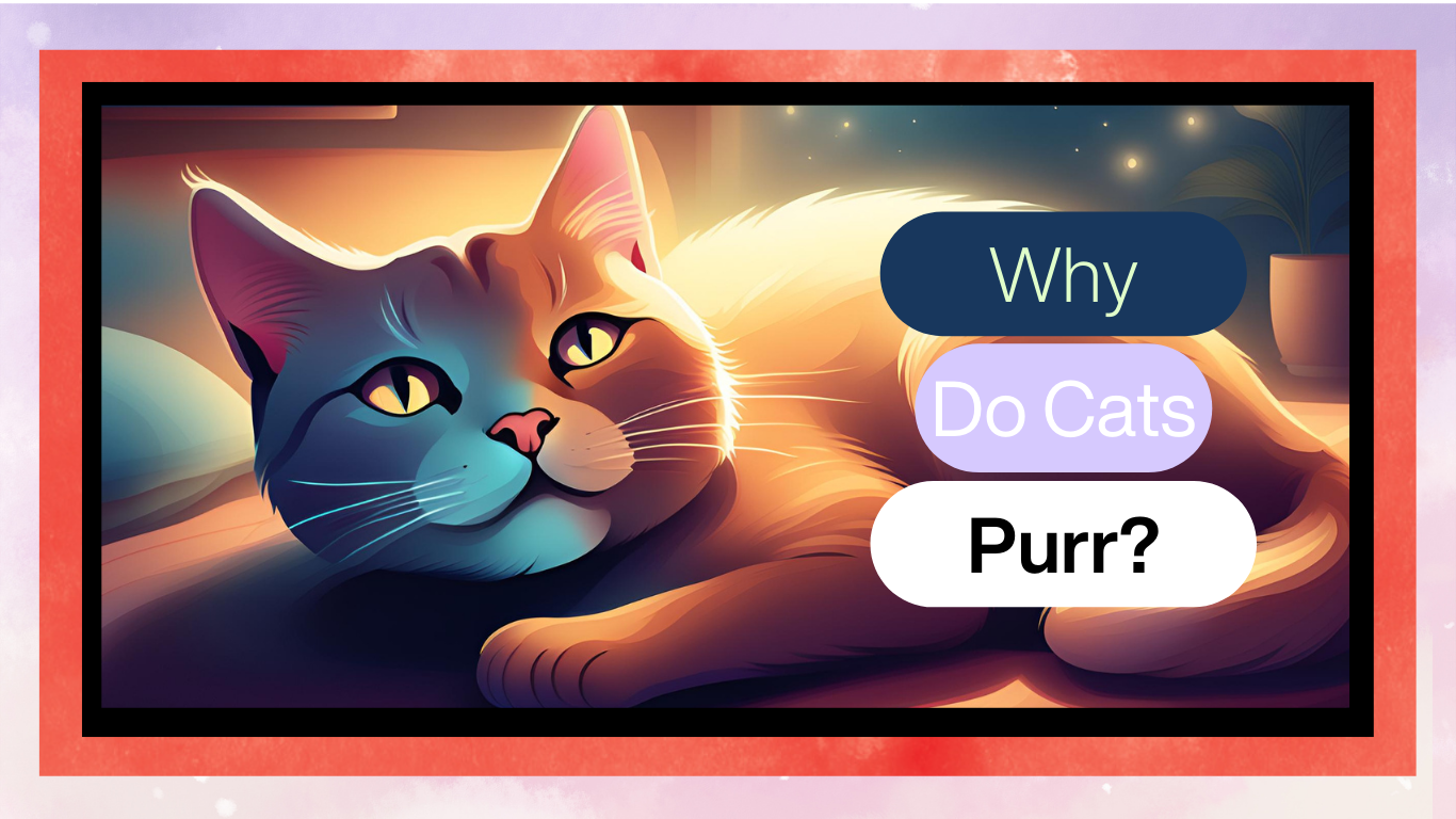The Curious Mystery of Why Cats Purr
