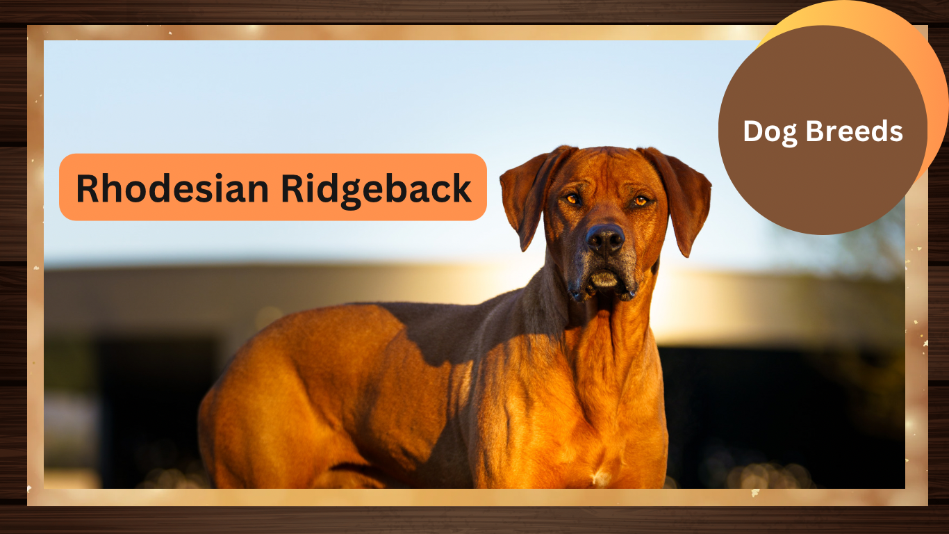 The Rhodesian Ridgeback: A Regal and Resilient Canine Companion