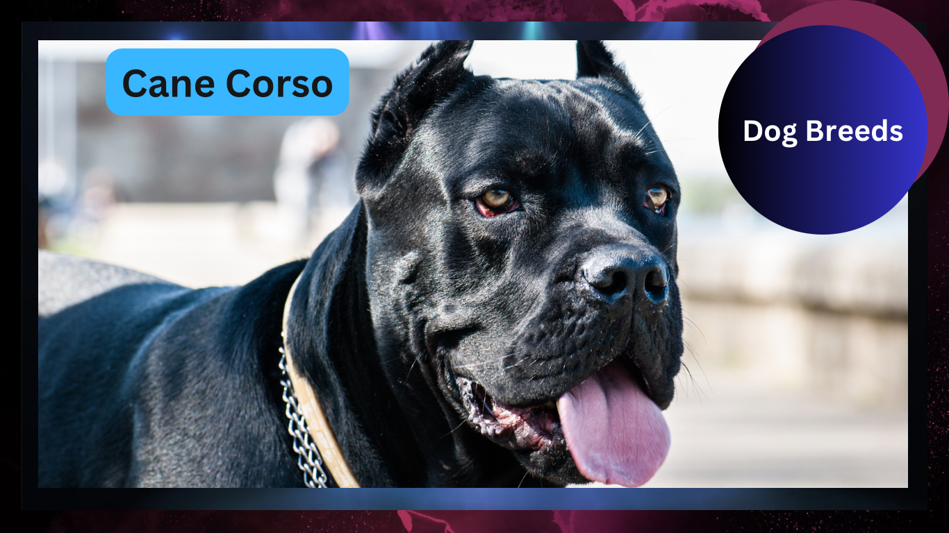 Cane Corso: A Guardian with a Noble Heritage
